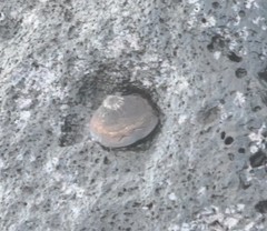 Cellana nigrolineata