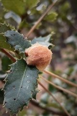 Heteroecus dasydactyli