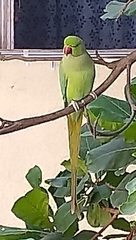 Psittacula krameri