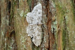 Protoboarmia faustinata