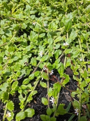 Scaevola hookeri