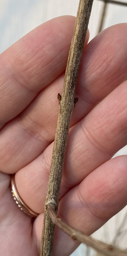 Punica granatum