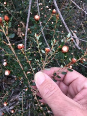 Spyridium scortechinii