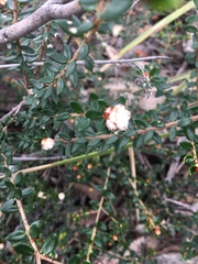 Spyridium scortechinii