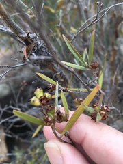 Leptospermum brachyandrum
