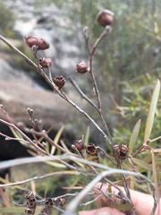 Leptospermum brachyandrum