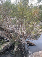 Leptospermum brachyandrum