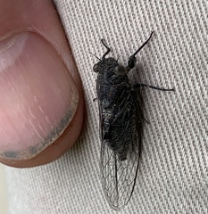 Atrapsalta corticina