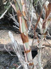 Leptospermum brachyandrum