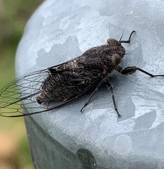 Atrapsalta corticina