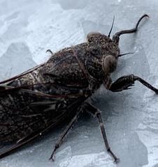 Atrapsalta corticina