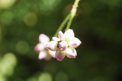 Persicaria senticosa