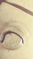 Batrachoseps gregarius