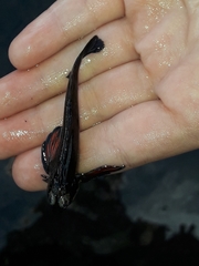 Bellapiscis lesleyae