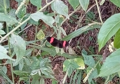 Heliconius erato hydara