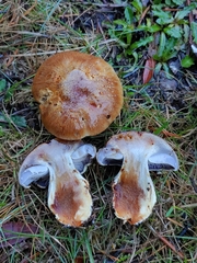 Cortinarius glaucopus