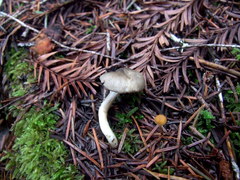 Spodocybe trulliformis