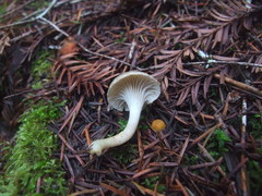 Spodocybe trulliformis