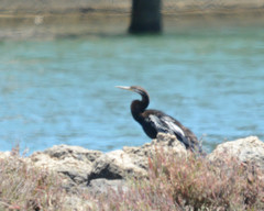 Anhinga novaehollandiae