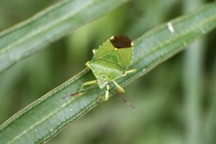 Acanthosoma forficula