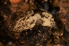 Philomycus sellatus