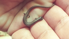 Batrachoseps gregarius