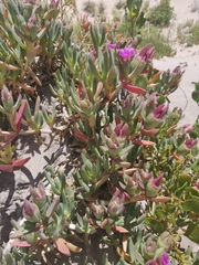 Carpobrotus virescens