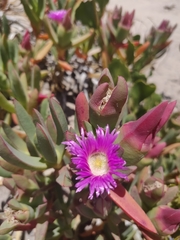 Carpobrotus virescens