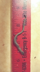 Batrachoseps gregarius