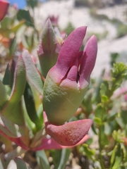 Carpobrotus virescens