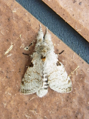 Calliteara lunulata