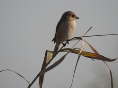 Lanius isabellinus