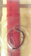 Batrachoseps gregarius