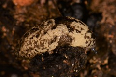 Philomycus sellatus