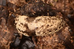 Philomycus sellatus