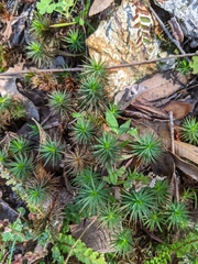Dawsonia longiseta