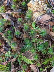 Dawsonia longiseta