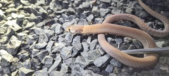 Pygopus steelescotti
