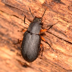 Haplandrus fulvipes