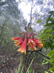 Blandfordia cunninghamii