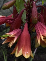 Blandfordia cunninghamii