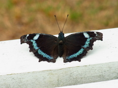 Kaniska canace nojaponicum