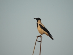 Corvus cornix capellanus