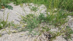 Astragalus versicolor