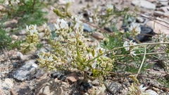 Astragalus versicolor