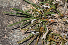 Banksia dallanneyi