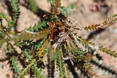 Banksia dallanneyi