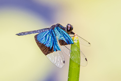 Rhyothemis resplendens