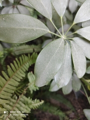 Heptapleurum arboricola