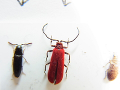 Dictyoptera gorhami